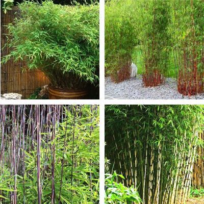 Kit Fargesias Colorés - Leaderplant