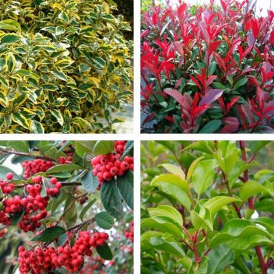 Kit 4 variétés XXL en pot de 4L haie persistante et fleurie - Leaderplant