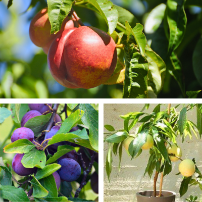 KIT Fruitiers nains Fruit Me ® - Leaderplant