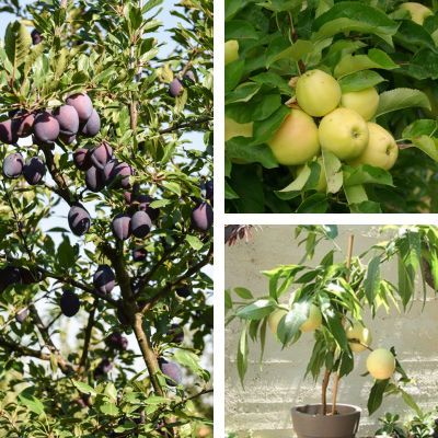 KIT Fruitiers nains Fruit Me ® - Leaderplant