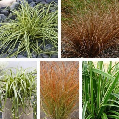 Collection de 5 variétés de Carex, Graminées décoratives - Leaderplant