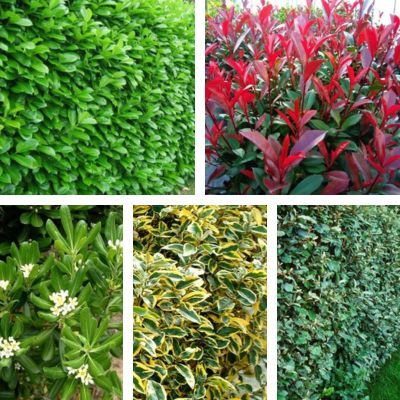 Kit Grande Haie Bord de Mer - Leaderplant