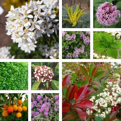 Kit Haie 4 Saisons Exposition Ensoleillée - Leaderplant