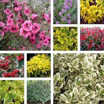 KIT Haie 4 Saisons Terrain Argileux - Leaderplant