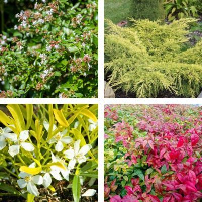 Kit Haie Basse Persistante - Leaderplant