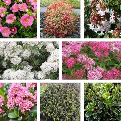 Kit Haie basse fleurie - hauteur 1m - Leaderplant