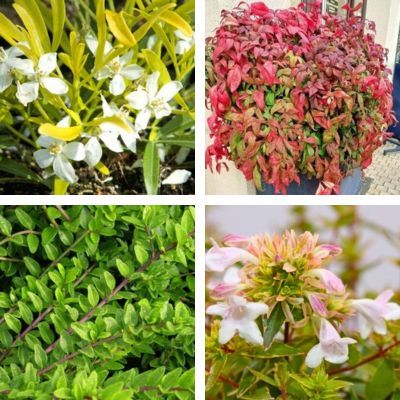 Kit Haie Basse Persistante - Leaderplant