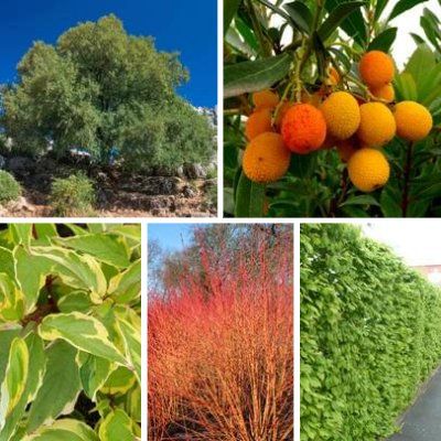 Kit Haie bocagère écologique - 5 variétés - Leaderplant