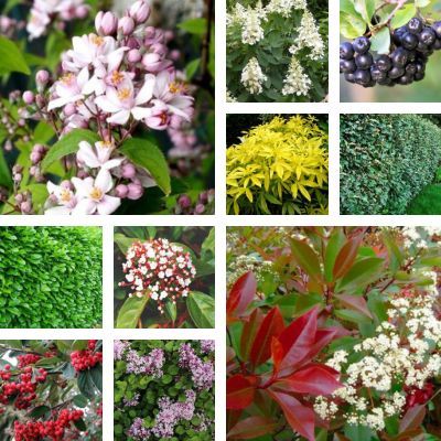 KIT Haie Brise-vue Entretien Facile - Leaderplant