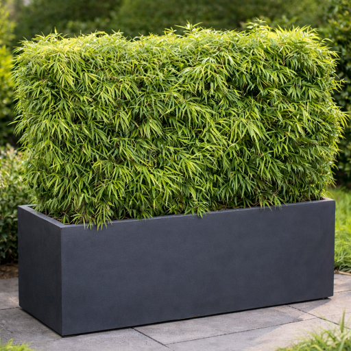 Bac Haie Brise-Vue Balcon 100L/ Jardinière Haie Brise-Vue Balcon - Leaderplant