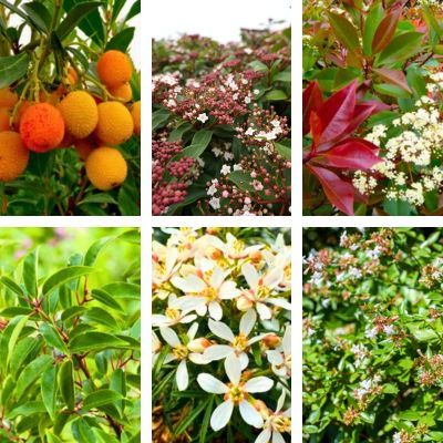 Kit Haie Brise Vue Fleurie - Leaderplant