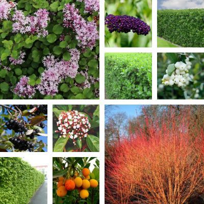 Kit Haie champêtre - Leaderplant