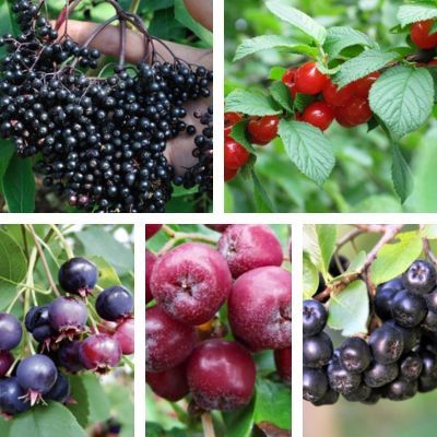 Kit Haie Champêtre fruitière - 5 variétés - Leaderplant