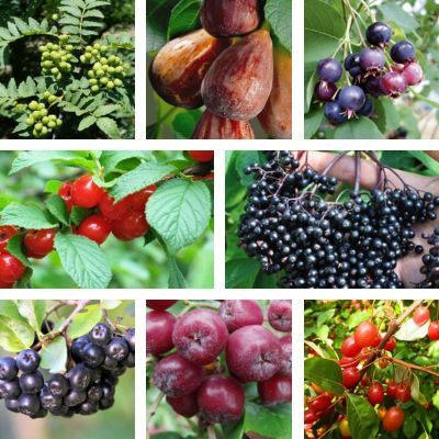 Kit Haie Champêtre fruitière - 8 variétés - Leaderplant