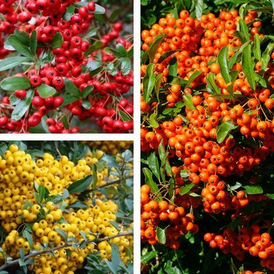 Kit haie défensive 3 variétés de Pyracantha - Leaderplant