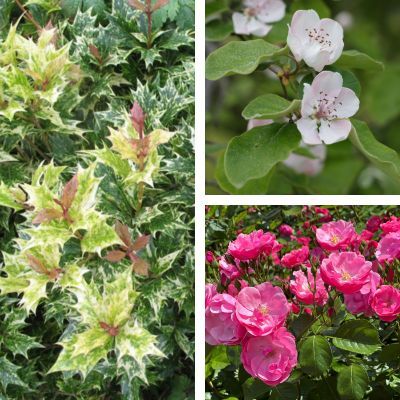 Kit haie défensive - 3 variétés - Leaderplant