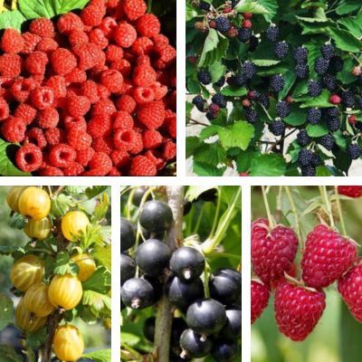 Kit Haie gourmande - Leaderplant