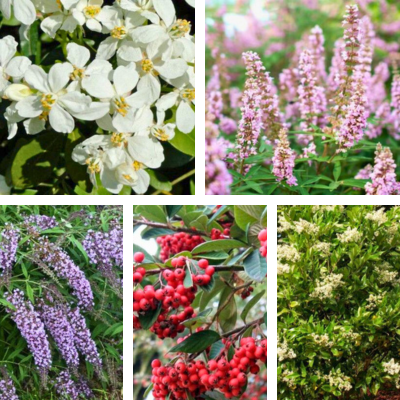 KIT Haie Mellifère - Leaderplant