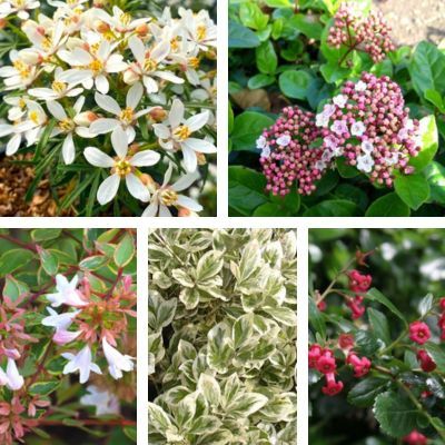 Kit haie moyenne rustique, fleurie et persistante - Leaderplant