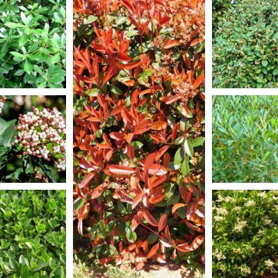 Kit Haie persistante - 7 variétés - Leaderplant