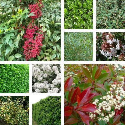 KIT Haie Persistante 4 saisons - Leaderplant