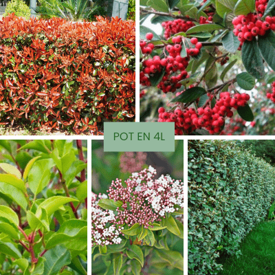 KIT Haie Persistante et Contemporaine - 5 variétés - Leaderplant