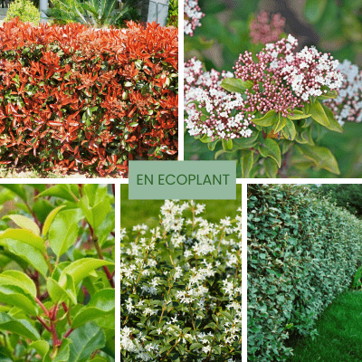 KIT Haie Persistante et Contemporaine - 5 variétés - Leaderplant
