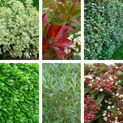 KIT 6 Variétés Haie persistante et Fleurie - Leaderplant