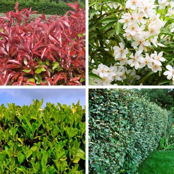 Kit 4 variétés en TURBOPLANTS haie persistante et fleurie - Leaderplant