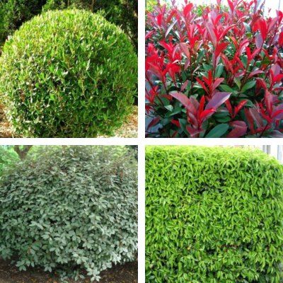 KIT Haie Persistante Moyenne - 4 variétés - Leaderplant