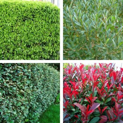 KIT Haie Persistante à Pousse Rapide - Leaderplant