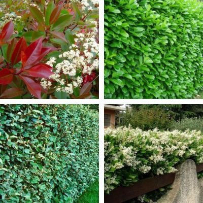 Kit haie persistante, rustique et fleurie - Leaderplant