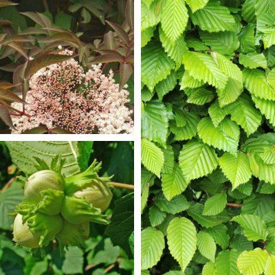 Kit Haie Protection Biologique - Leaderplant