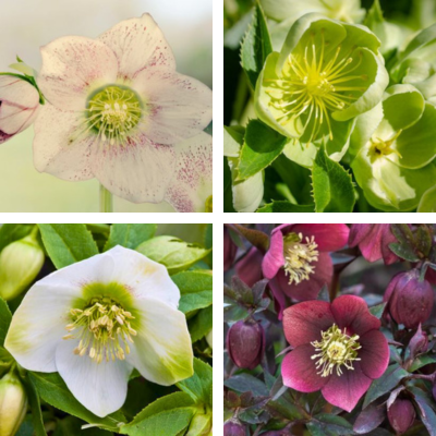 Collection de 4 Hellébores - Leaderplant