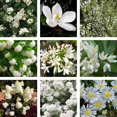 KIT Jardin blanc - Leaderplant