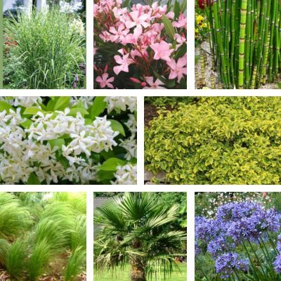 Kit Jardin Contemporain - 8 variétés - Leaderplant