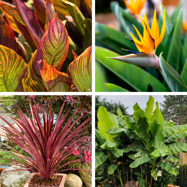 KIT Jardin Exotique au Soleil - Leaderplant