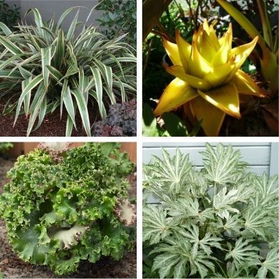 kit jardin exotique a l ombre vente en ligne de plants de kit jardin exotique a l ombre pas cher leaderplant