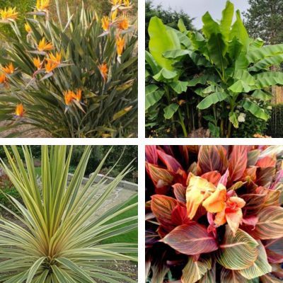 KIT Jardin Exotique au Soleil - Leaderplant