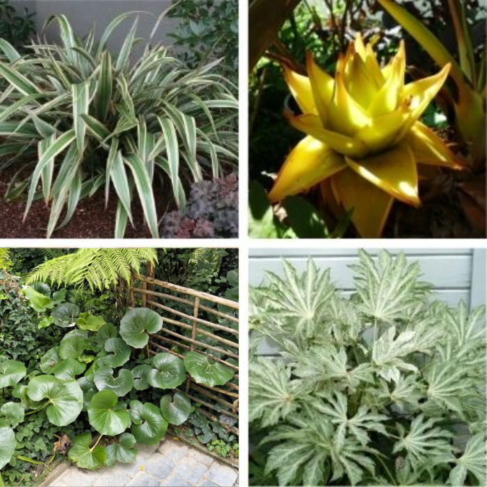 KIT Jardin Exotique à l'ombre - Leaderplant