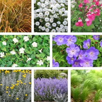 KIT Jardin Naturaliste au Soleil - Leaderplant