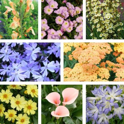 KIT Jardin Pastel - Leaderplant