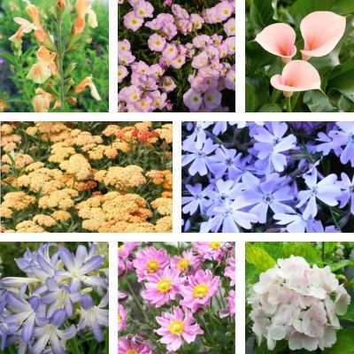 KIT Jardin Pastel - Leaderplant