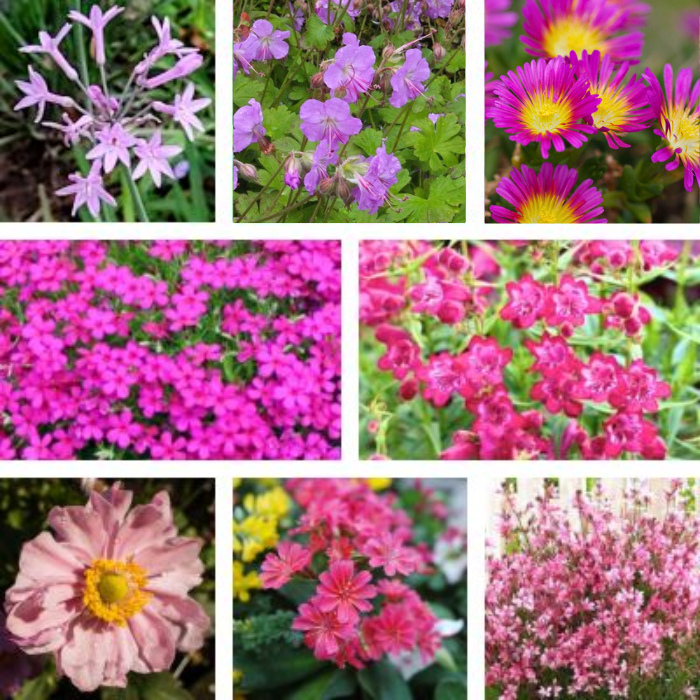 KIT Jardin Rose plantes vivaces - Leaderplant