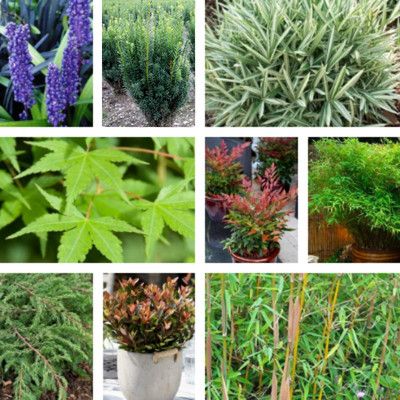 KIT Jardin Zen - Leaderplant