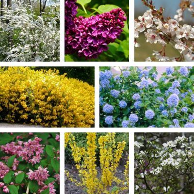 Kit massif de printemps - 8 variétés - Leaderplant