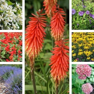 KIT Massif : Habiller un mur au Sud - Leaderplant