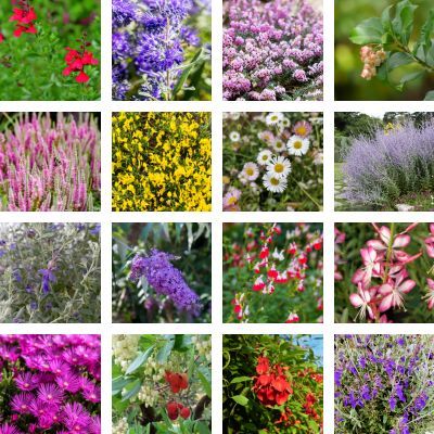 KIT Mellifère Longue Floraison - Leaderplant