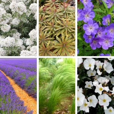 Kit plantes de rocaille - Leaderplant