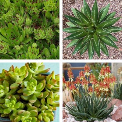 Kit de Plantes grasses - 4 variétés - Leaderplant